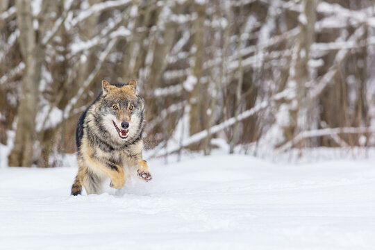 Wall Mural -  - European wolf Canis Lupus in natural habitat. Wild life. Timber wolf in snowy winter forest.