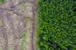 Green forest and area with freshly cut trees. Top down view. Aerial view. Forestry industry. Making firewood. Ecology problem and deforestation. Green world issue.