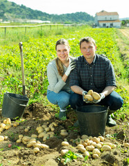 Sticker - Satisfied husband and wife harvest potatoes in the field on sunny day