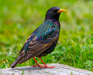 starling perched looking right.