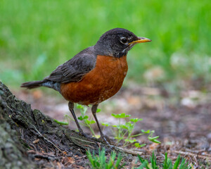 Sticker - American Robin Perched