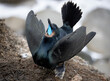 Black and Blue Cormorant bird nesting with their wings in a mating ritual on the coastline in San Diego California