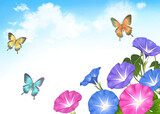 Fototapeta Motyle - 朝顔と蝶と青空の背景　夏の風景　暑中お見舞い　暑中見舞い