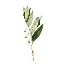 Watercolor Drawing Plant Of Solomon's Seal With Leaves And Flowers, Polygonatum Odoratum, Isolated At White Background, Natural Element, Hand Drawn Botanical Illustration
