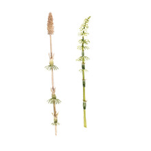 Watercolor Drawing Plant Of Equisetum Isolated At White Background, Natural Element, Hand Drawn Botanical Illustration