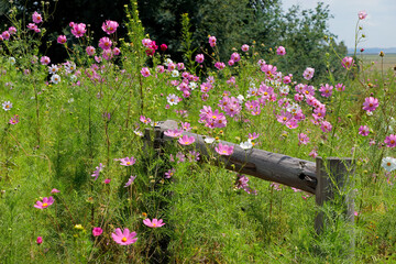 Poster - Colorful cosmos flowers (Cosmos bipinnatus) in a rural landscape of South Africa.