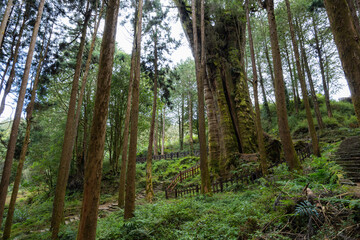 Wall Mural - forest landscape in alishan national forest recreation area