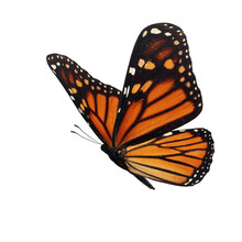 Beautiful Butterfly On Transparent Background. PNG File