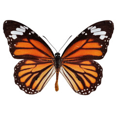 Wall Mural - Beautiful butterfly on transparent background. PNG file