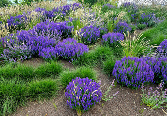 Wall Mural - fresh lush flower bed with sage blue and purple flower color combined with ornamental grasses lush green color perennial flower bed