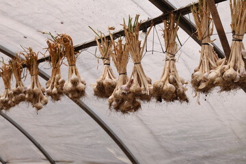 Canvas Print - drying bunches of garlic 