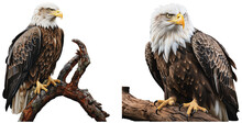 Two Eagles Perched On A Branch On A Transparent Background, Generative AI