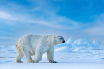 Wall Mural - Ice walk, polar bear in the Artic, Svalabard, Norway.