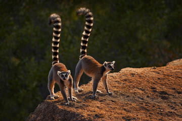 madagascar wildlife. monkey family, young cub. madagascar wildlife, ring-tailed lemur, lemur catta. 
