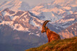 Alp ibex sunset. Switzerland wildlife. Ibex, Capra ibex, horned alpine animal with rocks in background, animal in the stone nature habitat, Alps. Evening orange sunset, wildlife nature.