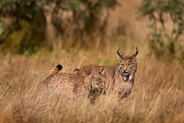 Wall Mural - iberian lynx with young cub, lynx pardinus, wild cat endemic iberian peninsula in spain in europe. r