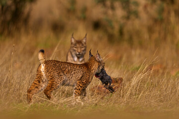 Wall Mural - iberian lynx young cub, lynx pardinus, wild cat endemic to iberian peninsula in southwestern spain i