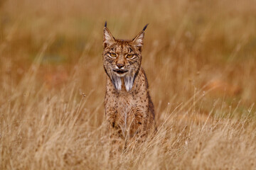 Wall Mural - Iberian lynx, Lynx pardinus, wild cat endemic to Iberian Peninsula in southwestern Spain in Europe. Rare cat walk in the nature habitat. Canine feline with spot fur coat, sunset light. Spain wildlife.