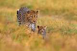 Fototapeta  - Leopard cub with mother walk. Big wild cat in the nature habitat, sunny day on the savannah, Khwai river. Leopard kitten baby, hidden nice orange grass. Wildlife nature, Botswana wildlife.