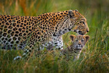 Fototapeta  - Leopard kitten baby, hidden nice orange grass. Leopard cub with mother walk. Big wild cat in the nature habitat, sunny day on the savannah, Khwai river. Wildlife nature, Botswana wildlife.