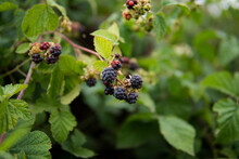 Close Up Of Wild Blackberry Growing On Plant