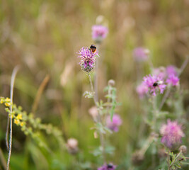 detail of natural herbs growing in rural area