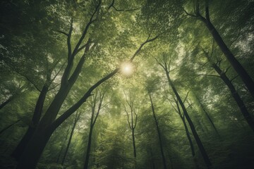 Wall Mural - lush green forest with tall trees and sunlight filtering through the leaves