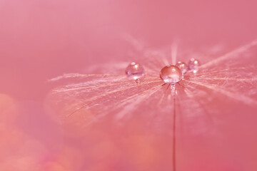 Wall Mural - dandelion seeds with a drop of dew. beautiful dandelion macro on a pink background. selective focus.