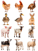 Collection Of Farm Animals: Hen, Rooster, Turkey, Duck, Rabbit, Piglet, Goat, Cow, Lamb, Isolated On Transparent

