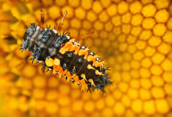 macro close up of insect bug on a blooming yellow flower as background