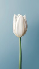 Wall Mural - White tulip flower copy space blurred background. AI Generated