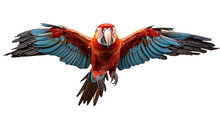 Macaw Flying With Its Wings Spread