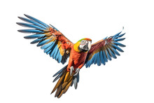 Macaw Flying With Its Wings Spread