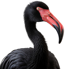Closeup Portrait Of A Black Flamingo Isolated On White Background As Transparent PNG, Animal