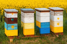 Wooden Apiary Crates Or Beehive Boxes For Beekeeping And Honey Collecting In Blooming Canola Field