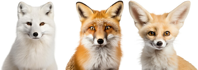 Wall Mural - Fox portrait collection, bundle of red fox, arctic fox and fennec fox isolated on white background as transparent PNG, animal set