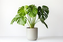 Clean Image Of A Large Leaf House Plant Monstera Deliciosa In A Gray Pot On A White Background