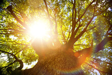 Summer Or Autumn Nature Background; Big Old Oak Tree Against Sunlight