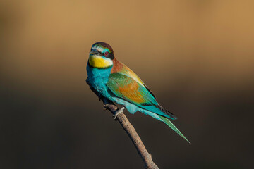 Canvas Print - European Bee-eater (Merops apiaster) in its natural habitat	