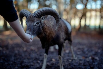 Wall Mural - Selective focus of a big horn sheep feeding from a hand of a person in a forest