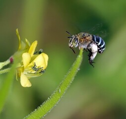 Sticker - Up-close shot of a bee gathering nectar from a beautiful array of brightly colored flowers