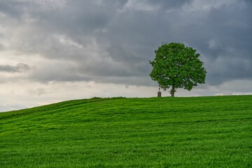 Wall Mural - Greenery field with growing tree