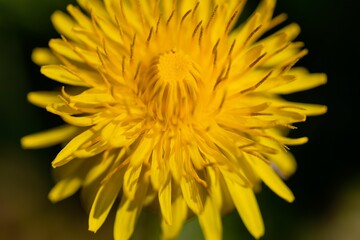 Poster - Close-up of a vibrant yellow dandelion with delicate petals and a fluffy seed head