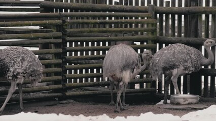 Canvas Print - Ostriches (Struthio) resting in the zoo in Kolmarden, Sweden