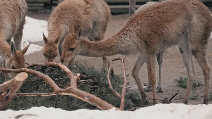 Poster - Herd of Vicunas (Vicugna vicugna) eating grass in the Kolmarden zoo in Sweden