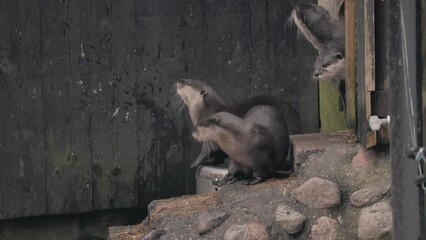 Poster - Cute otters (Lutrinae) standing on rocks and resting at the zoo in Kolmarden, Sweden