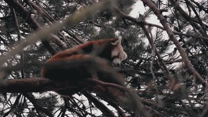 Wall Mural - Slow motion of a beautiful red panda (Ailurus fulgens) resting on a tree in Kolmarden zoo