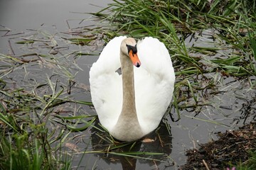 Wall Mural - Majestic white swan glides across a shimmering body of water surrounded by lush grass