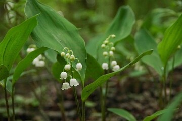 Poster - Array of small white Common Lily of the Valley (Convallaria majalis) flowers blooming