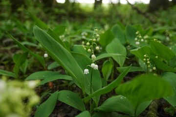 Poster - Array of small white Common Lily of the Valley (Convallaria majalis) flowers blooming